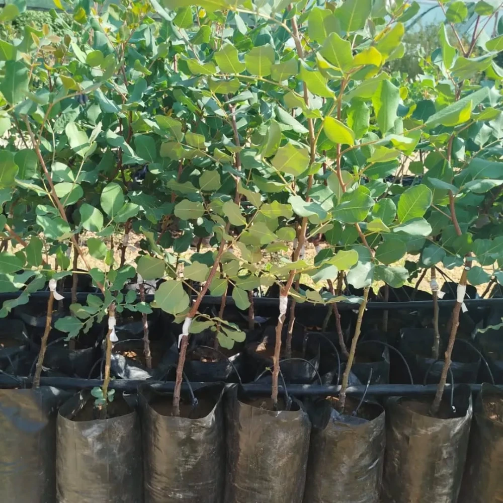 Keçi Boynuzu (Harnup) Fidanı