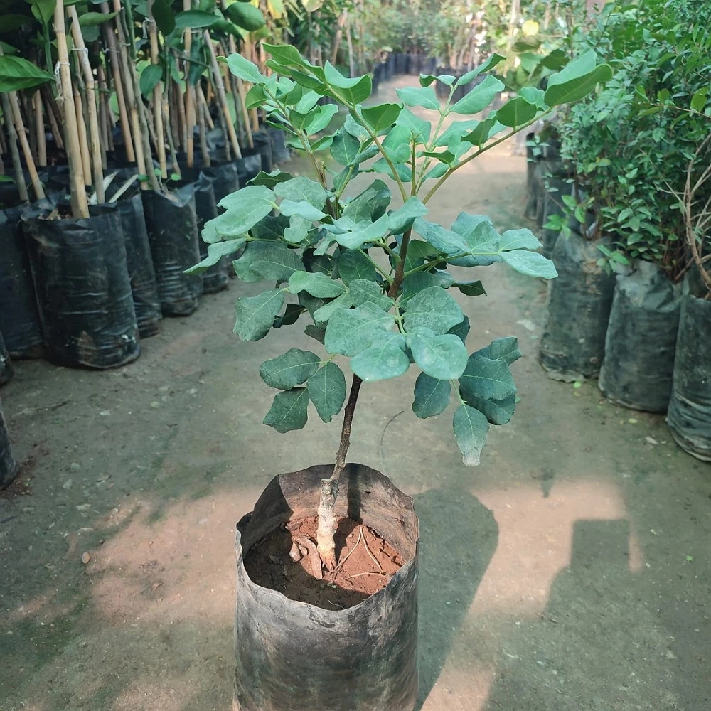 Keçi Boynuzu (Harnup) Fidanı
