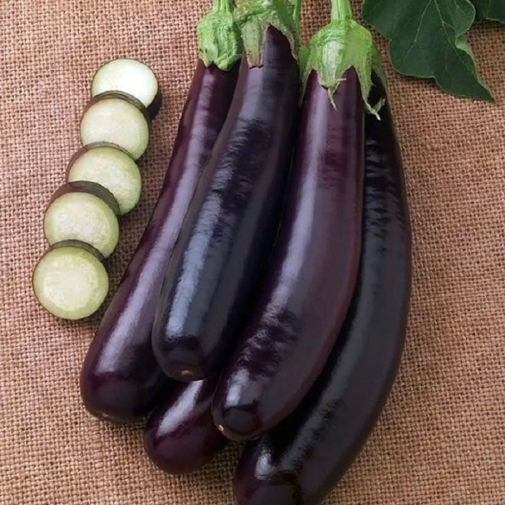 Kemer Patlıcan Fidesi