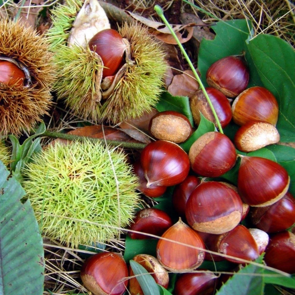 Osmanoğlu Kestane Fidanı (4 Yaşında 130-150 cm)