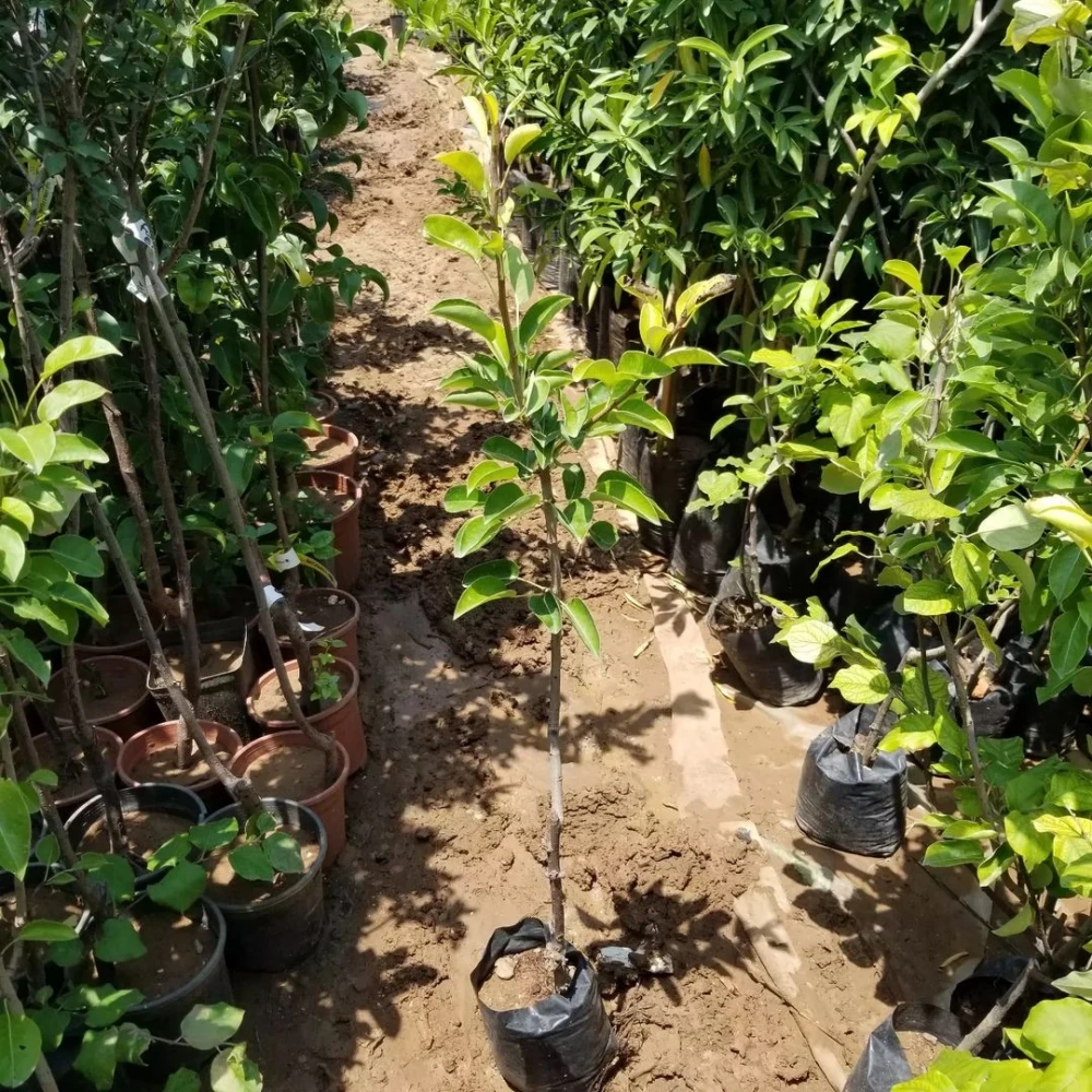 Kieffer (Margarita) Armut Fidanı (4 Yaşında 80-100 cm)