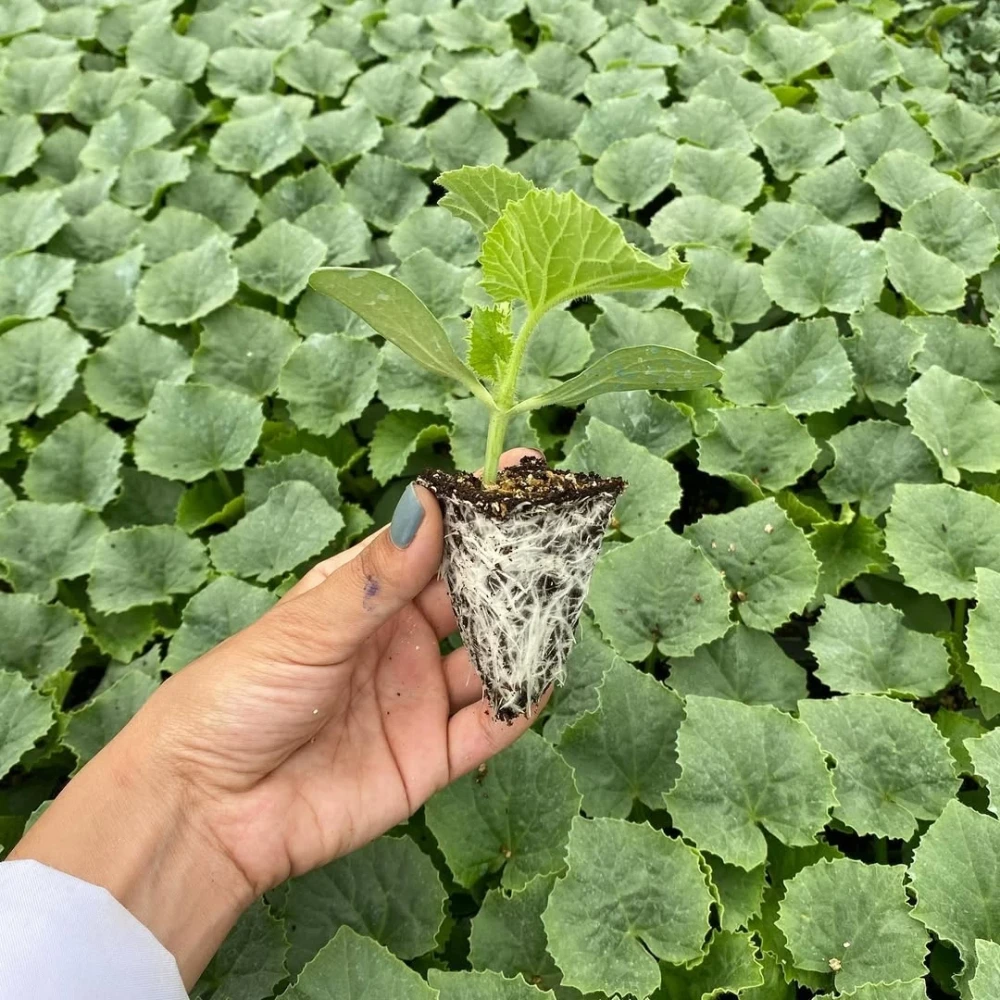 Kırkağaç Kavun Fidesi