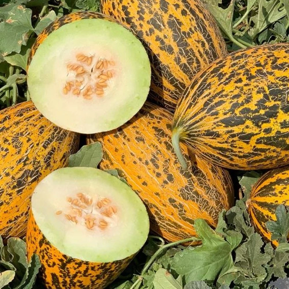 Kırkağaç Kavun Fidesi