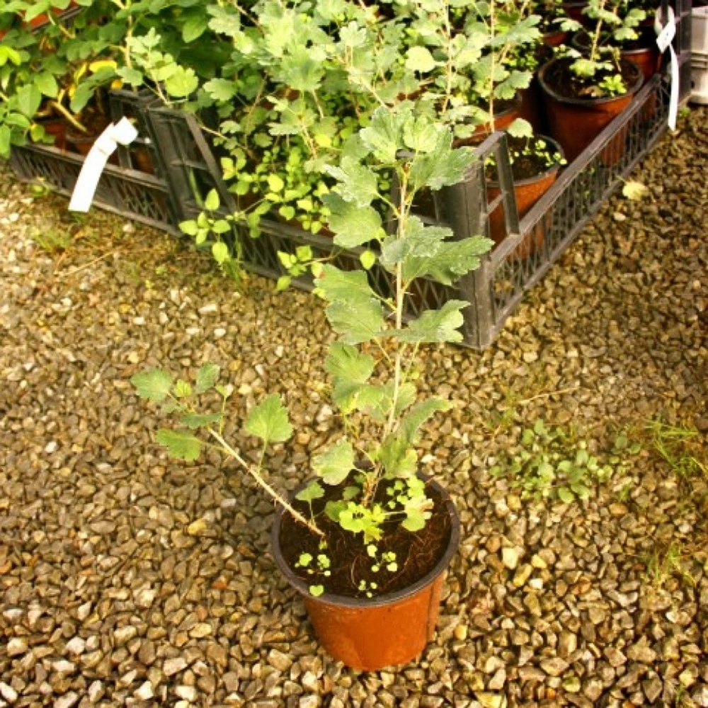 Kırmızı Bektaşi Üzüm Fidanı (1 Yaşında 30-50 cm)