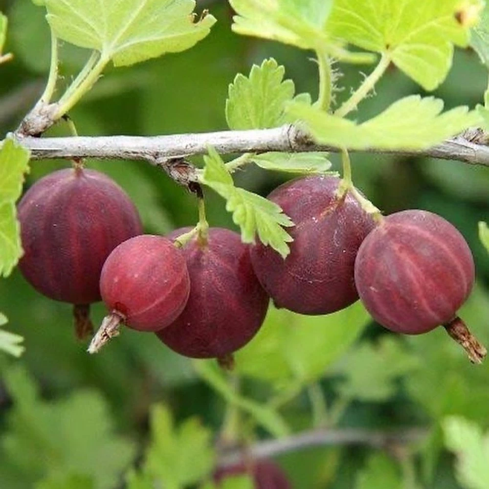 Kırmızı Bektaşi Üzüm Fidanı (1 Yaşında 30-50 cm)