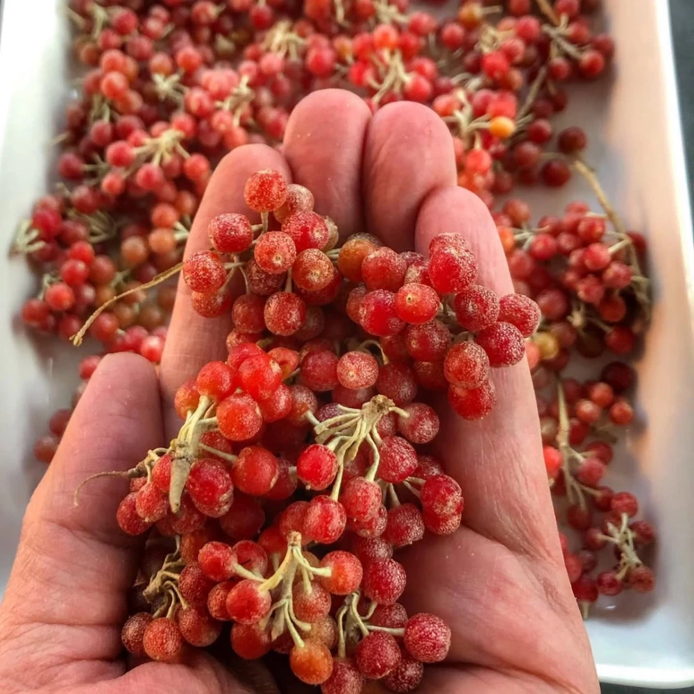 Kırmızı Güz Zeytini Fidanı (2 Yaşında 50-70 cm)