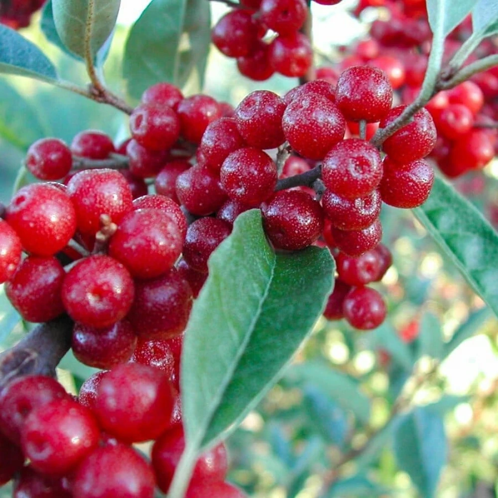 Kırmızı Güz Zeytini Fidanı (2 Yaşında 50-70 cm)