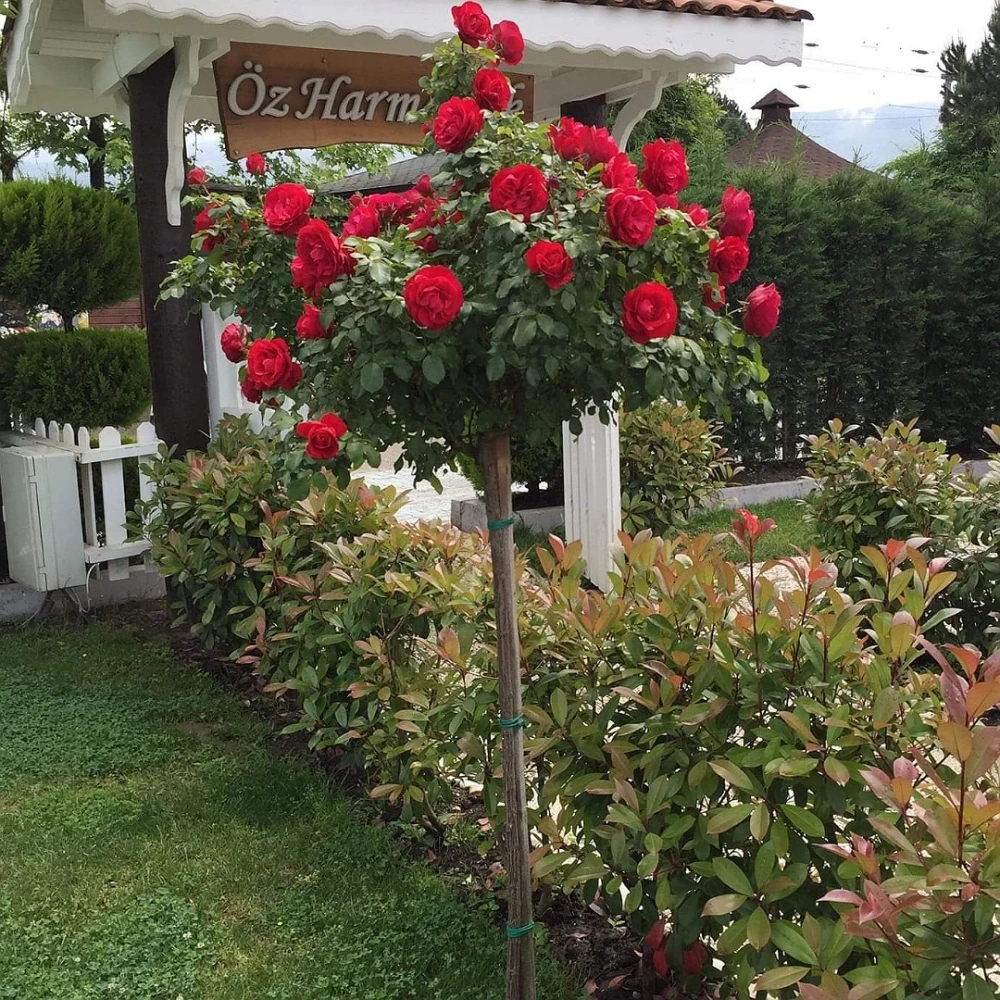 Kırmızı Renkli Baston Gül Fidanı