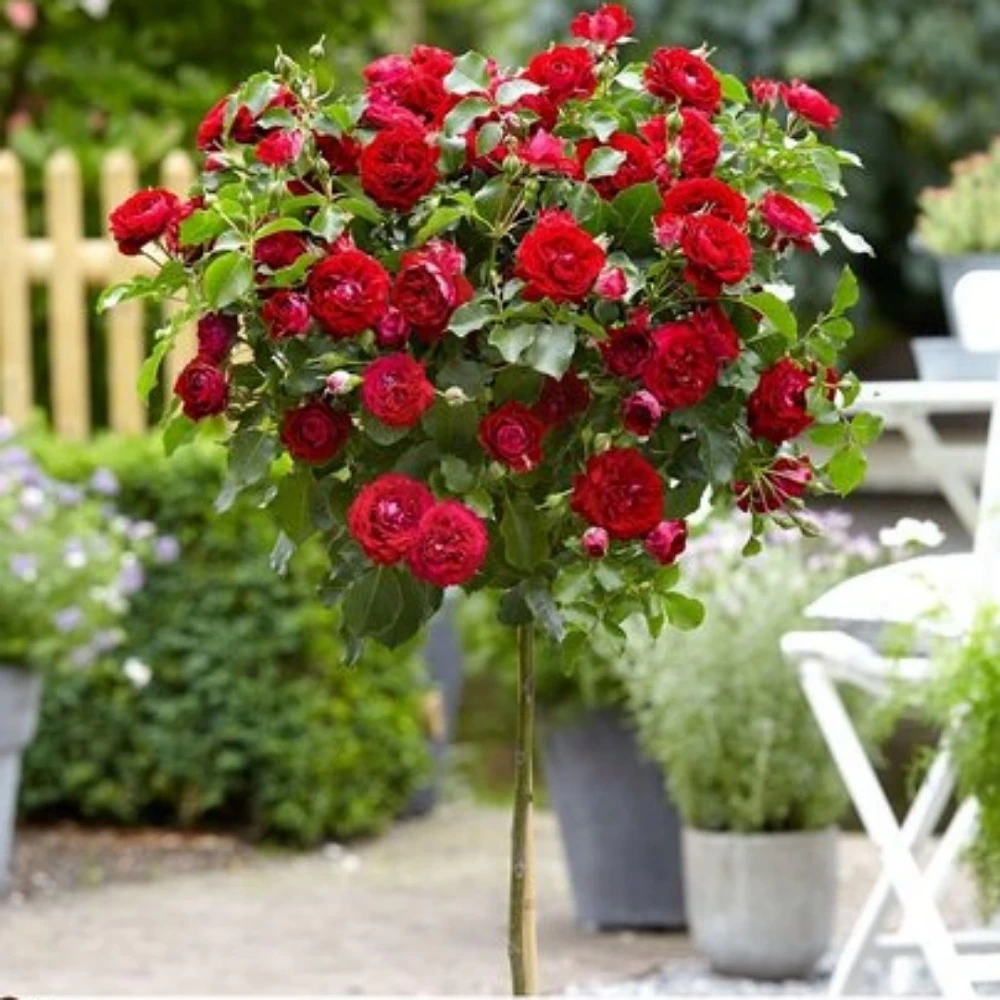 Kırmızı Renkli Baston Gül Fidanı