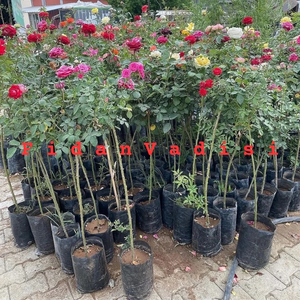 Kırmızı Renkli Baston Gül Fidanı (2 Yaşında 80-120 cm)