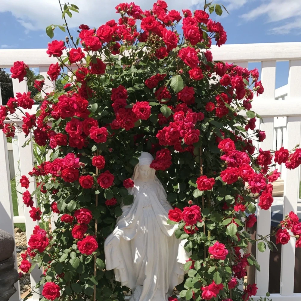 Kırmızı Renkli Sarmaşık Gül Fidanı