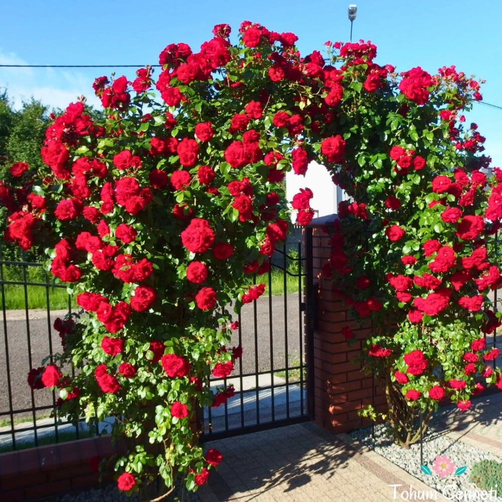 Kırmızı Renkli Sarmaşık Gül Fidanı