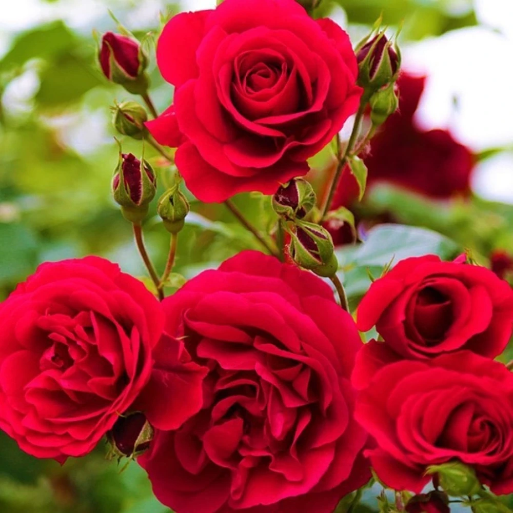 Kırmızı Renkli Yediveren Gül Fidanı