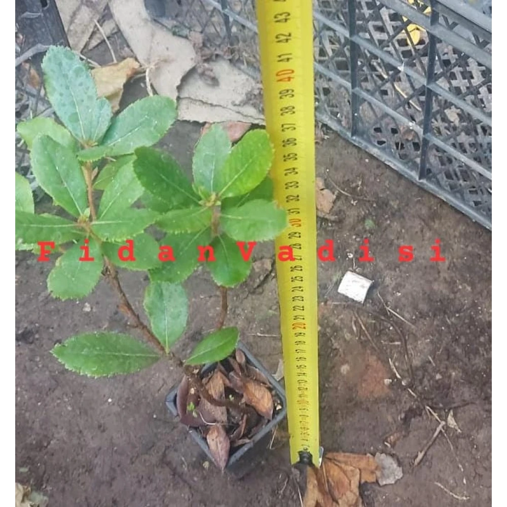 Kocayemiş (Dağ Çileği) Fidanı (1 Yaşında 30-50 cm)