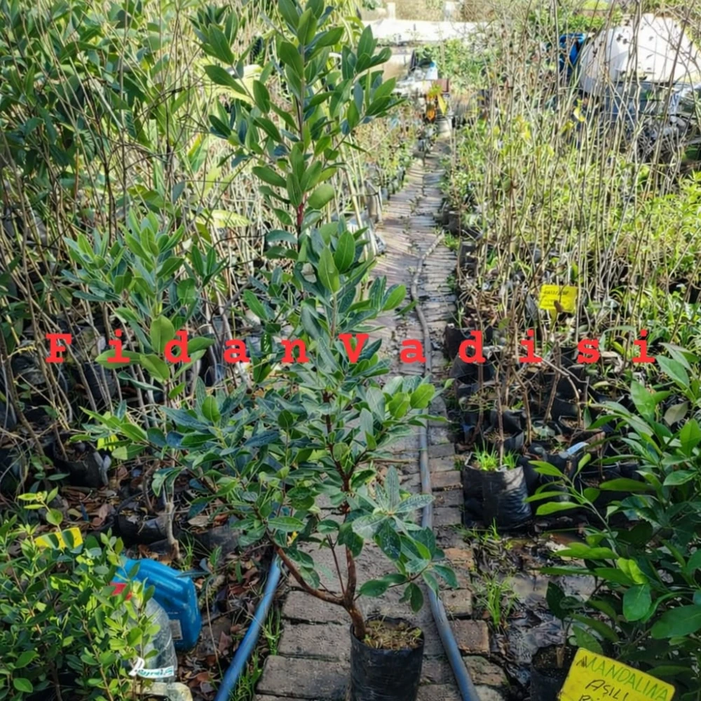 Kocayemiş (Dağ Çileği) Fidanı (5 Yaşında 130-170 cm)