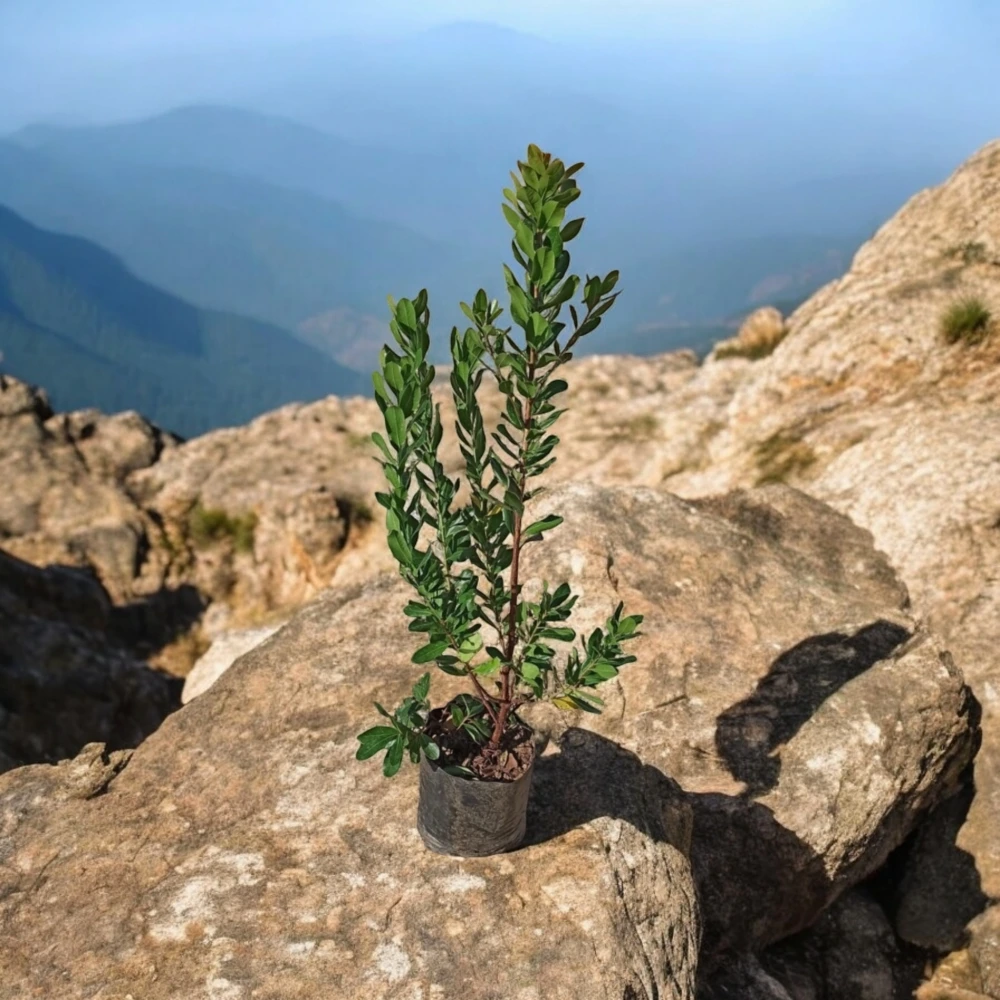 Kocayemiş (Dağ Çileği) Fidanı (2 Yaşında 80-100 cm)