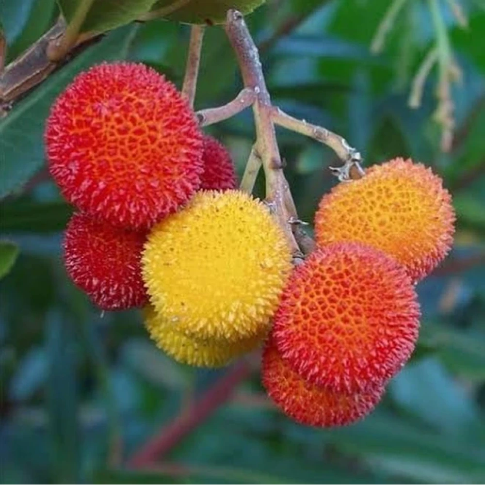 Kocayemiş (Dağ Çileği) Fidanı (2 Yaşında 80-100 cm)