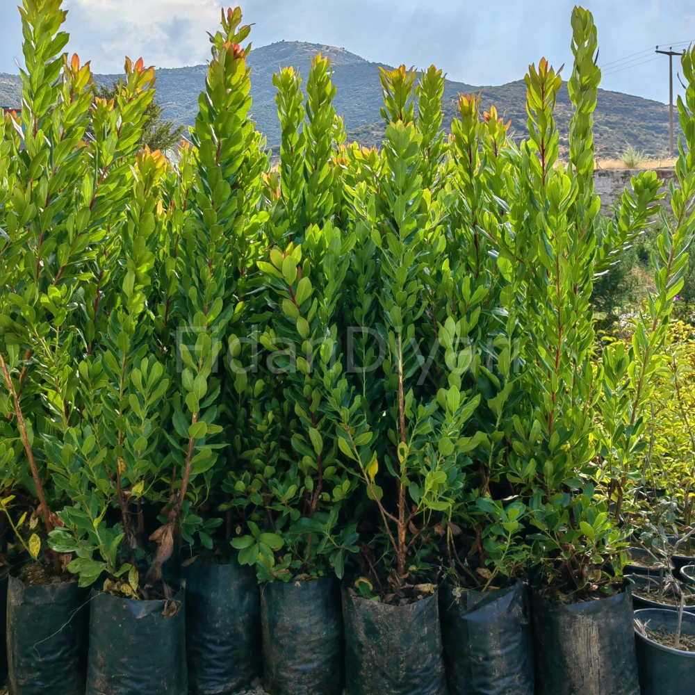 Kocayemiş (Dağ Çileği) Fidanı (2 Yaşında 80-100 cm)