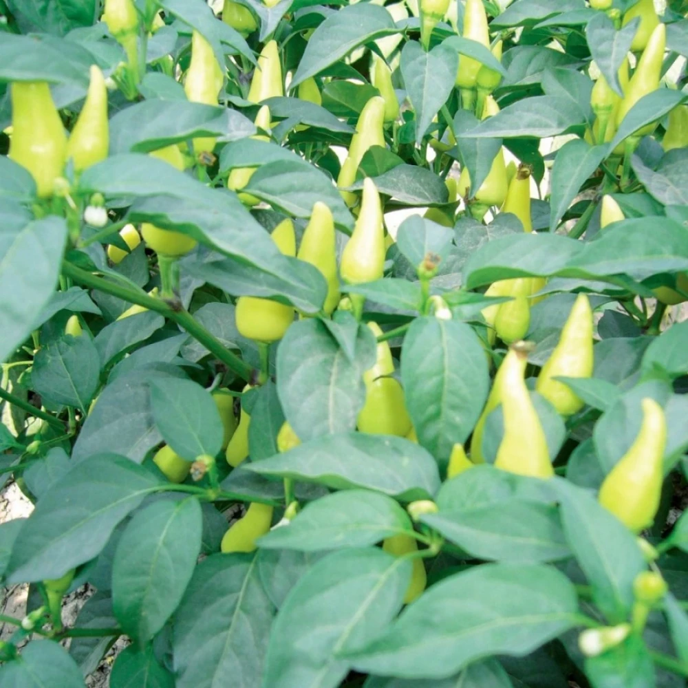 Konik (Biberiye) Biber Fidesi