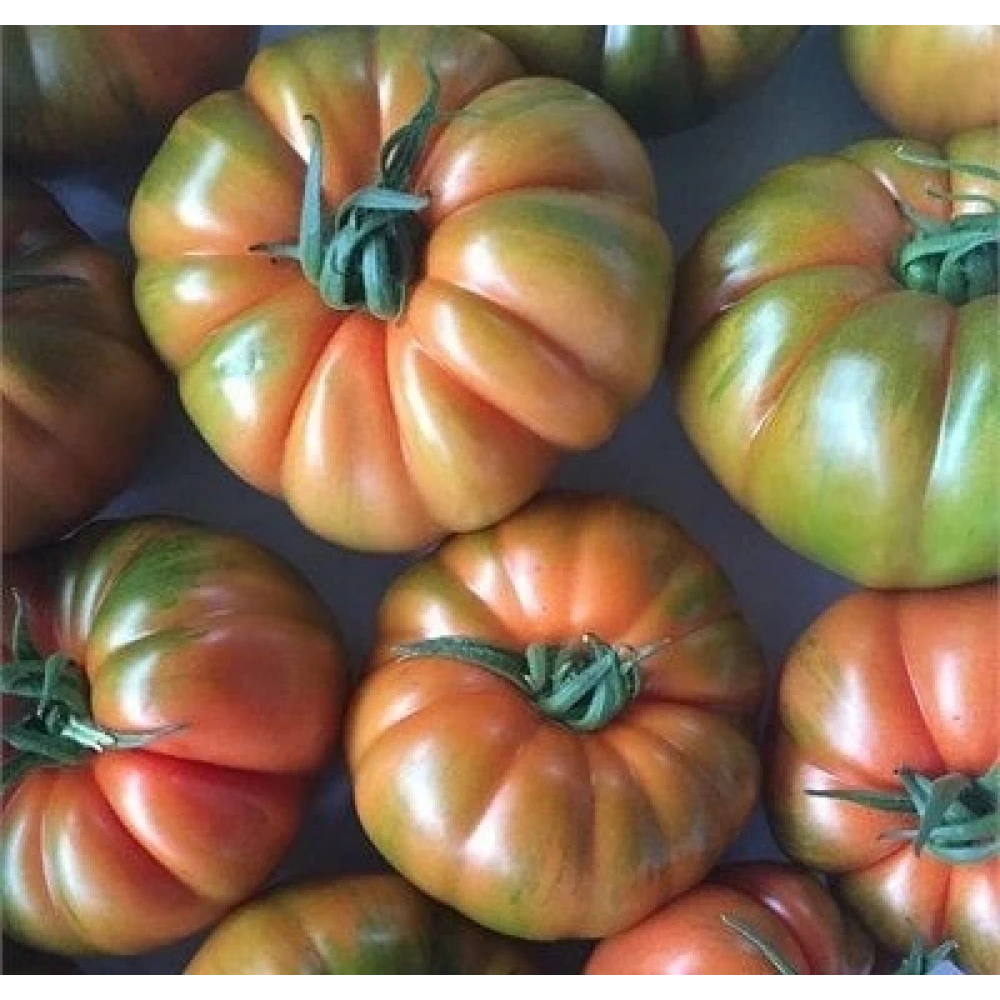 Köy (Alaturka) Domates Fidesi