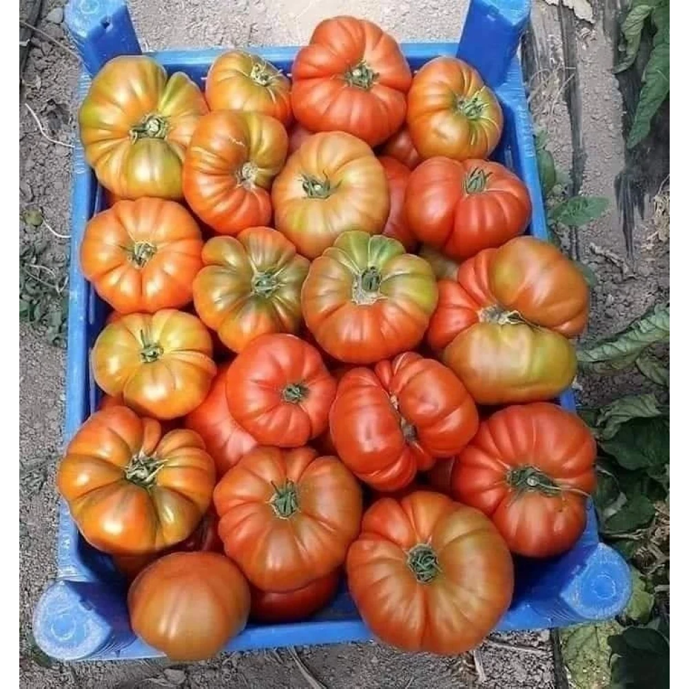 Köy (Alaturka) Domates Fidesi