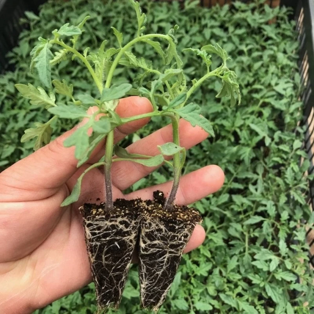 Köy (Alaturka) Domates Fidesi