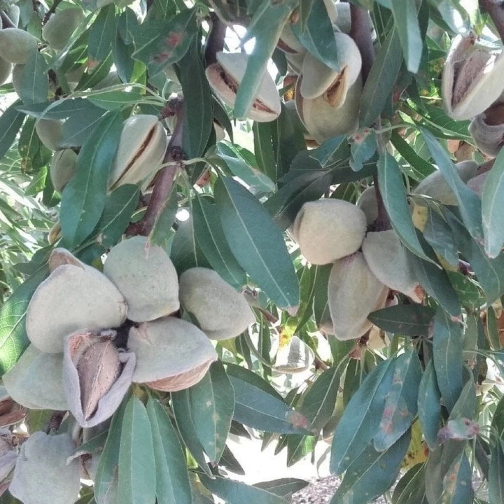 Laurenne Badem Fidanı (3 Yaşında 100-120 cm)