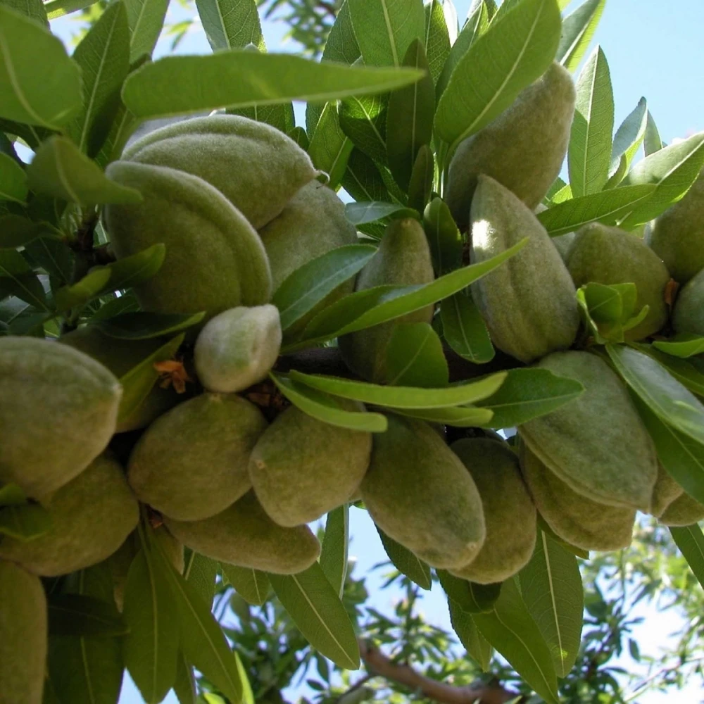 Laurenne Badem Fidanı (3 Yaşında 100-120 cm)
