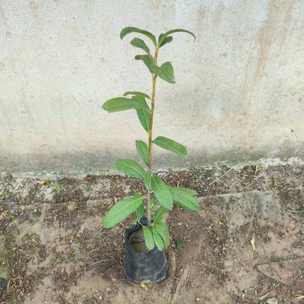 Laz Kirazı (Karayemiş) Fidanı (2 Yaşında 80-100 cm)