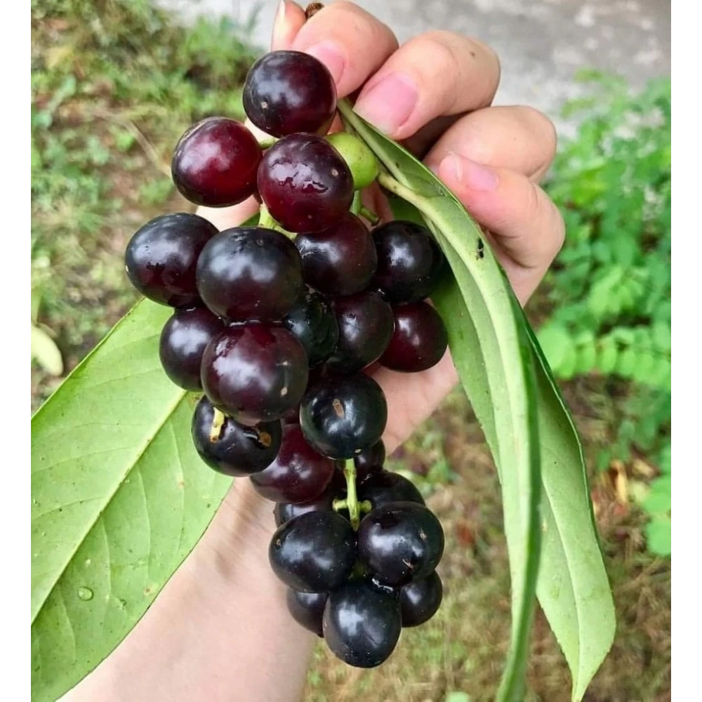 Laz Kirazı (Karayemiş) Fidanı (2 Yaşında 80-100 cm)