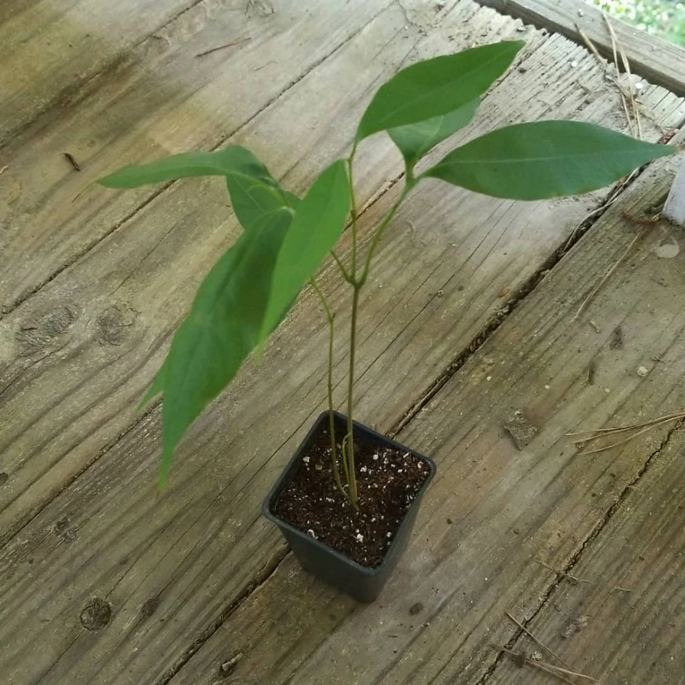 Liçi (Kral) Meyvesi Fidanı (1 Yaşında 20-40 cm)