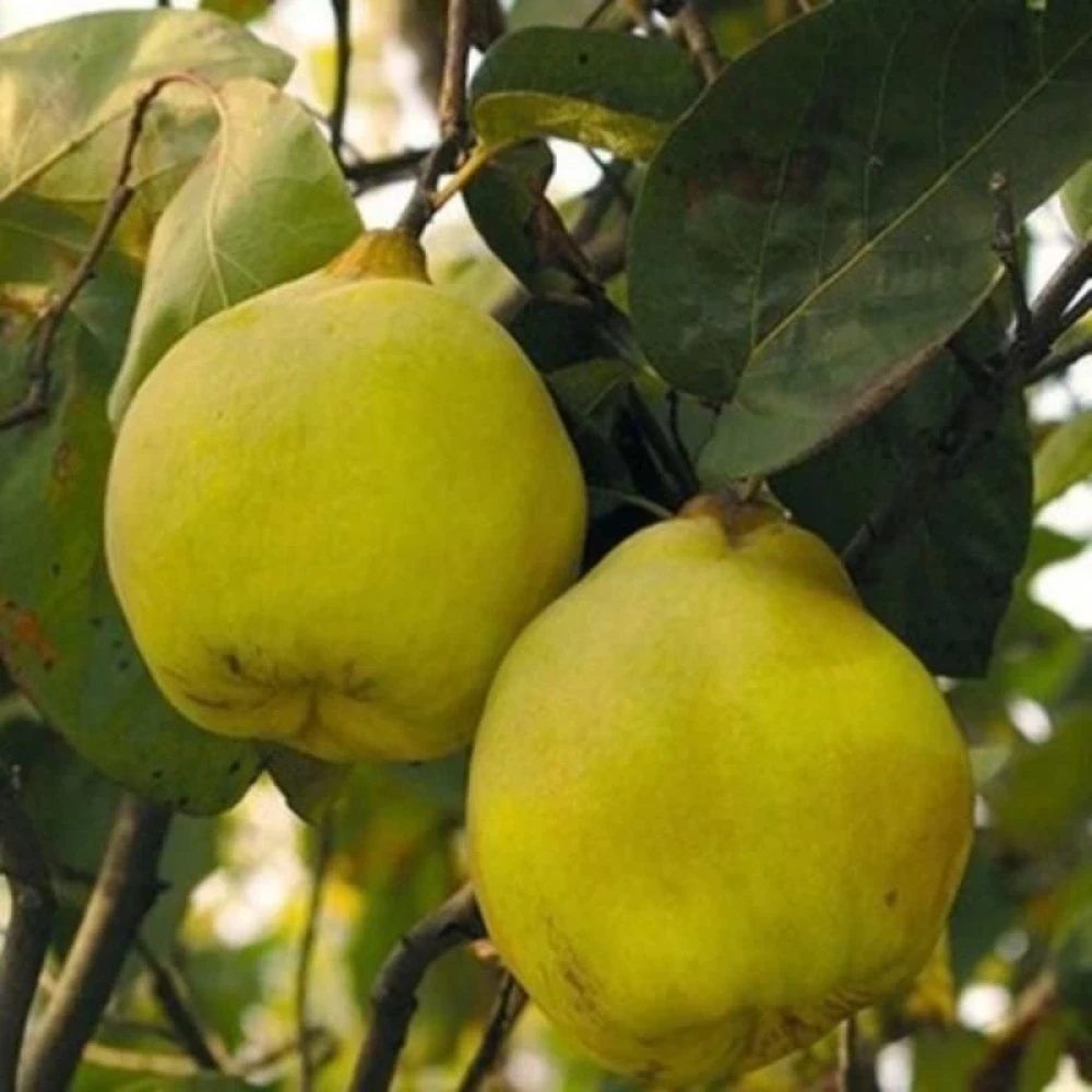 Limon Ayvası Fidanı (4 Yaşında 130-150 cm)