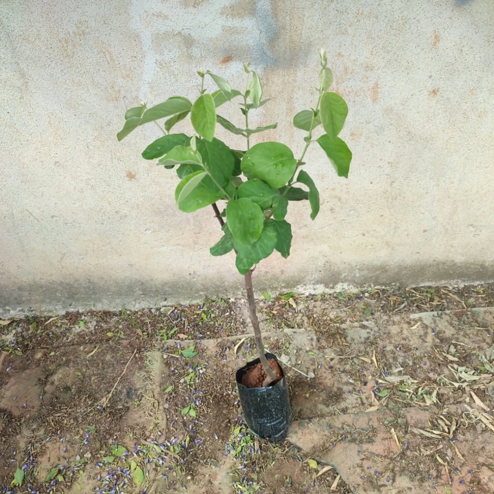 Limon Ayvası Fidanı (4 Yaşında 130-150 cm)