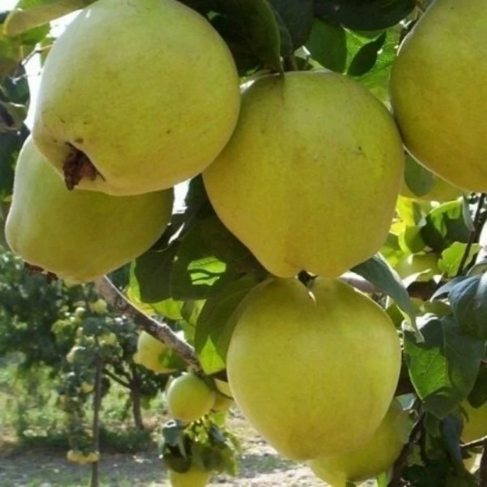 Limon Ayvası Fidanı (4 Yaşında 130-150 cm)