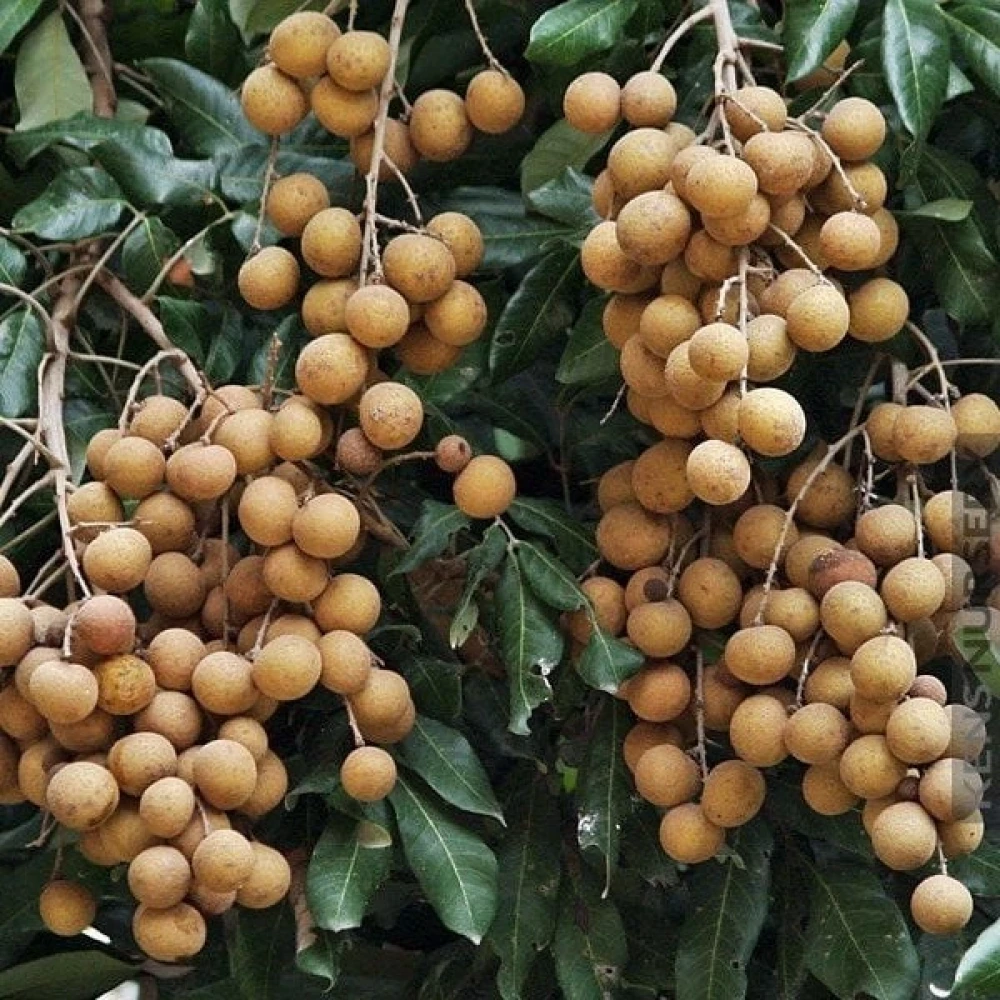 Longan (Ejder Gözü) Fidanı (1 Yaşında 20-40 cm)