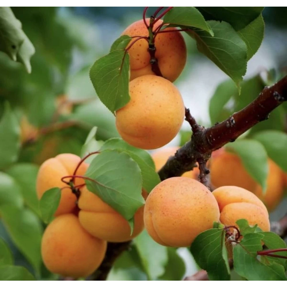 Malatya Kayısı Fidanı (4 Yaşında 130-150 cm)