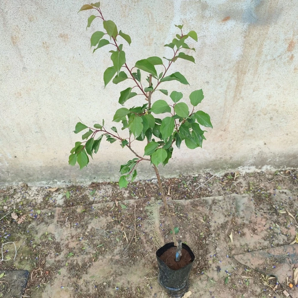 Malatya Kayısı Fidanı (4 Yaşında 130-150 cm)