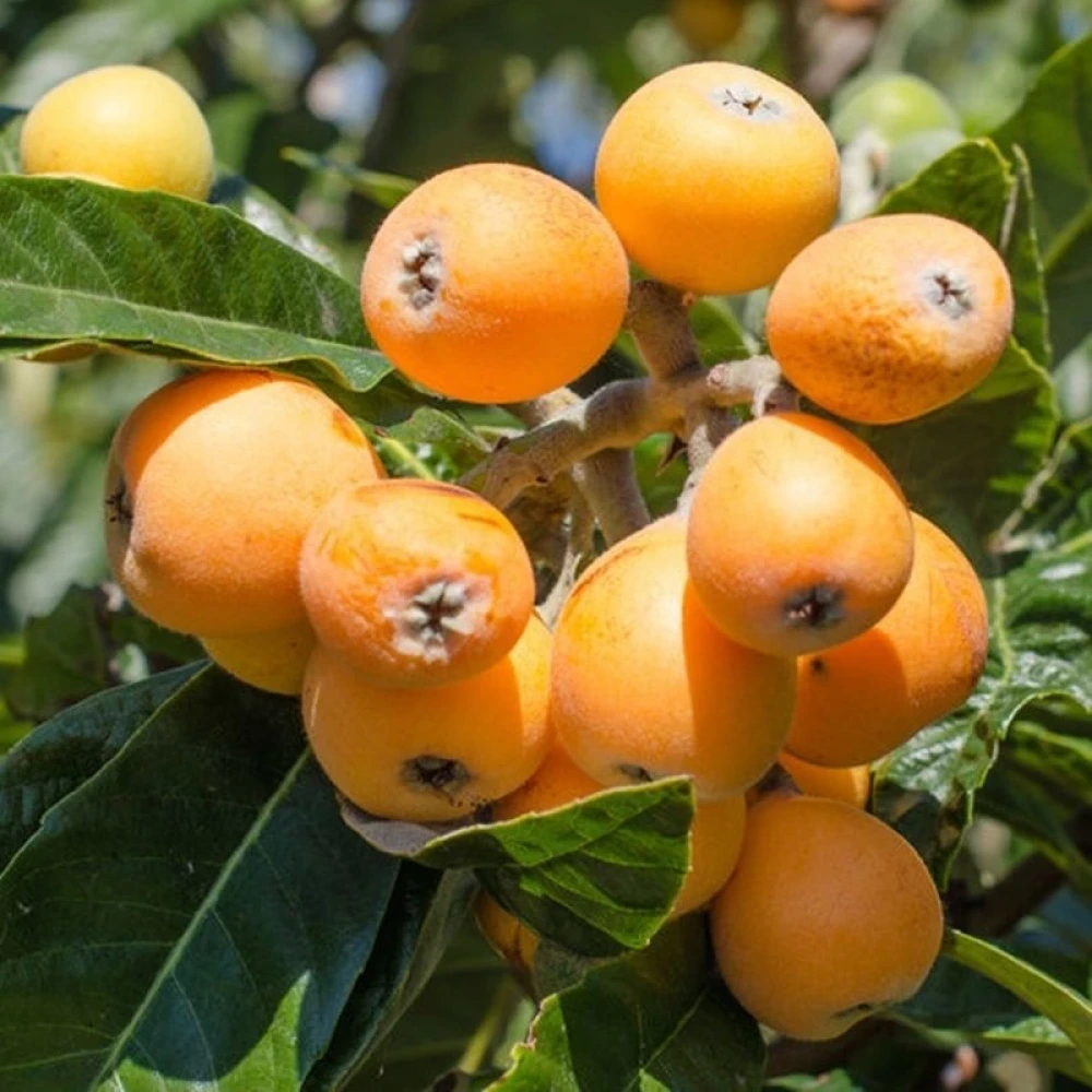 Malta Erik (Yeni Dünya) Fidanı (4 Yaşında 130-150 cm)