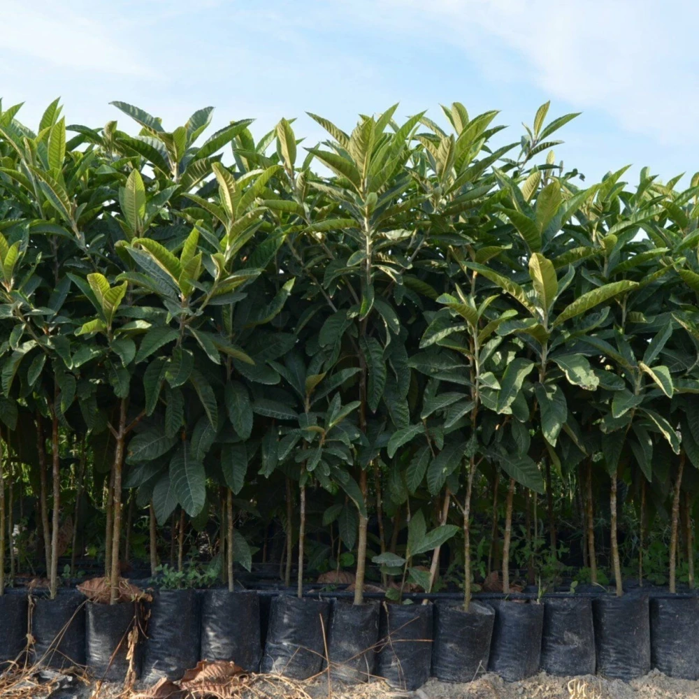 Malta Erik (Yeni Dünya) Fidanı (4 Yaşında 130-150 cm)