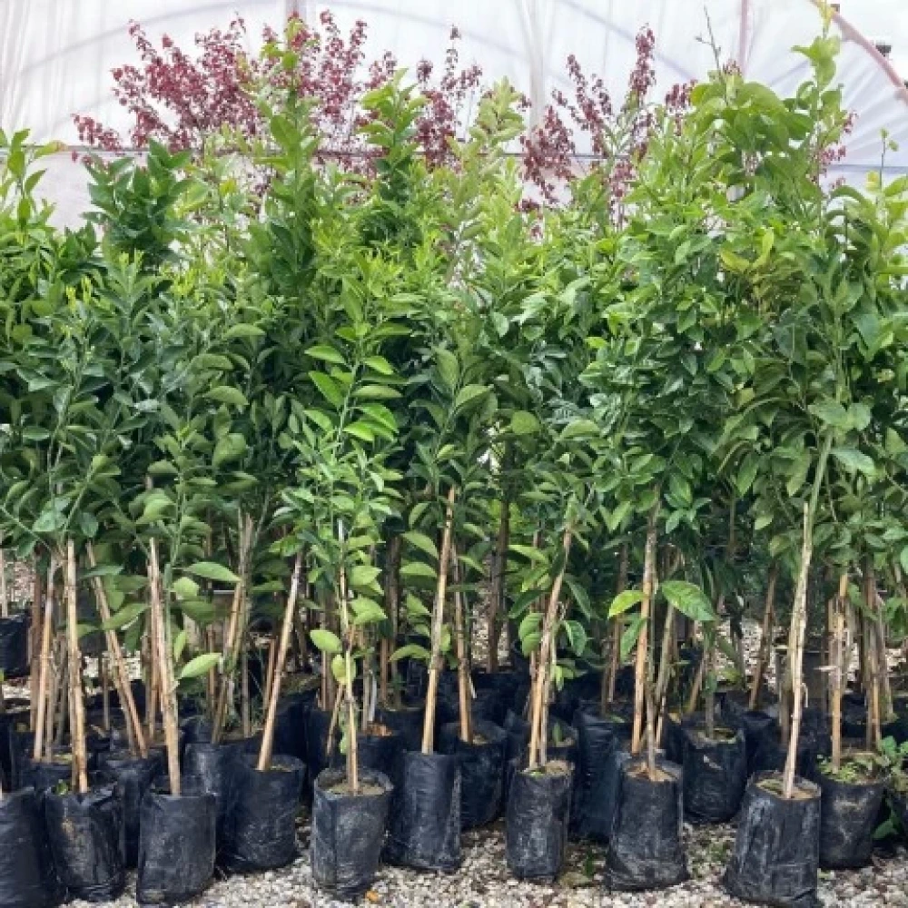 Misket (Lime) Limon Fidanı