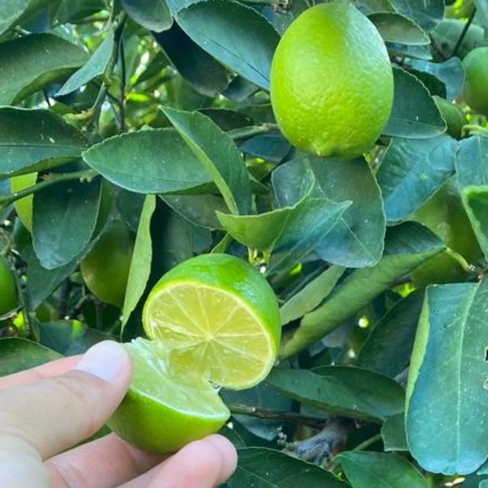 Misket (Lime) Limon Fidanı