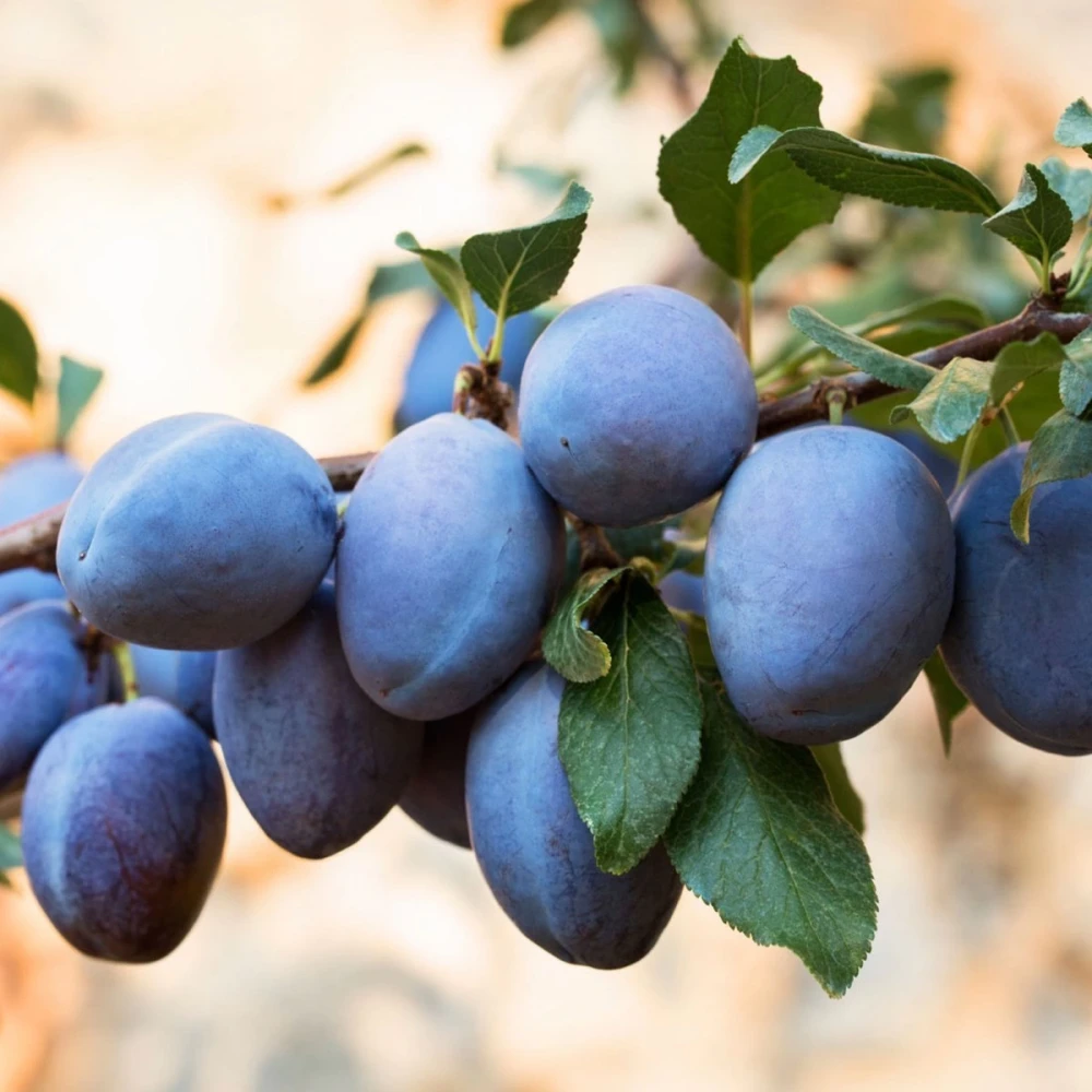 Mürdüm Erik Fidanı (4 Yaşında 130-150 cm)