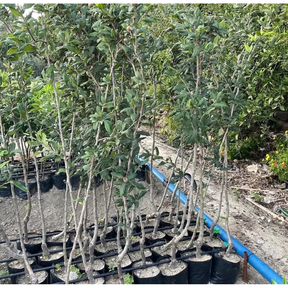 Muşmula Fidanı (4 Yaşında 130-150 cm)