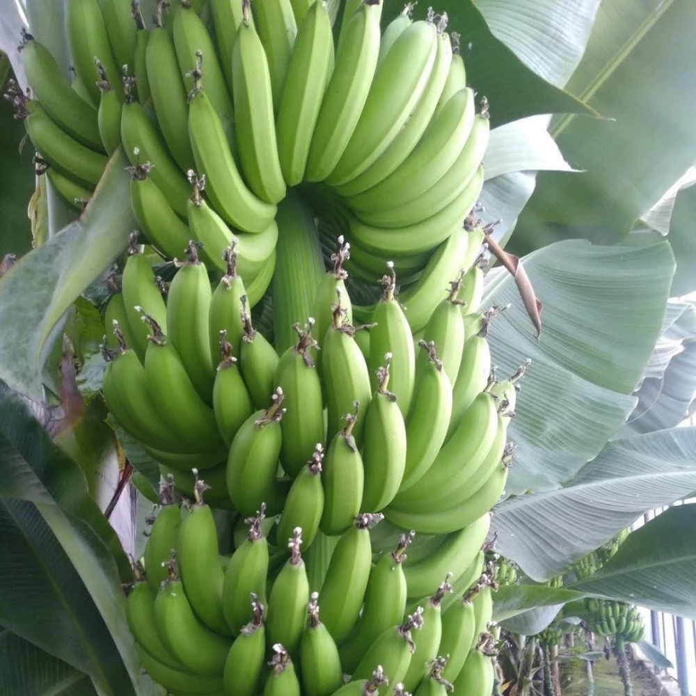 Muz Fidanı (2 Yaşında 30-50 cm)