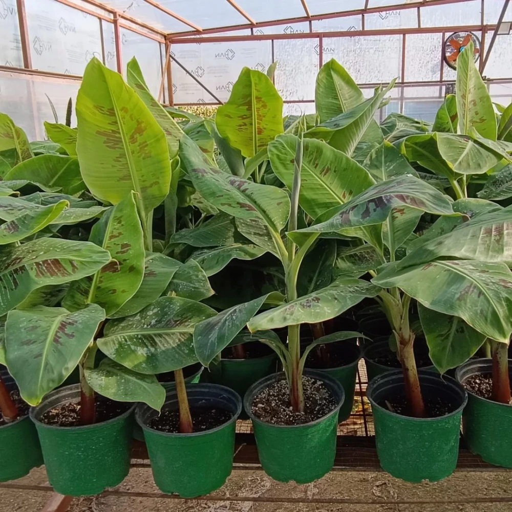 Muz Fidanı (2 Yaşında 30-50 cm)