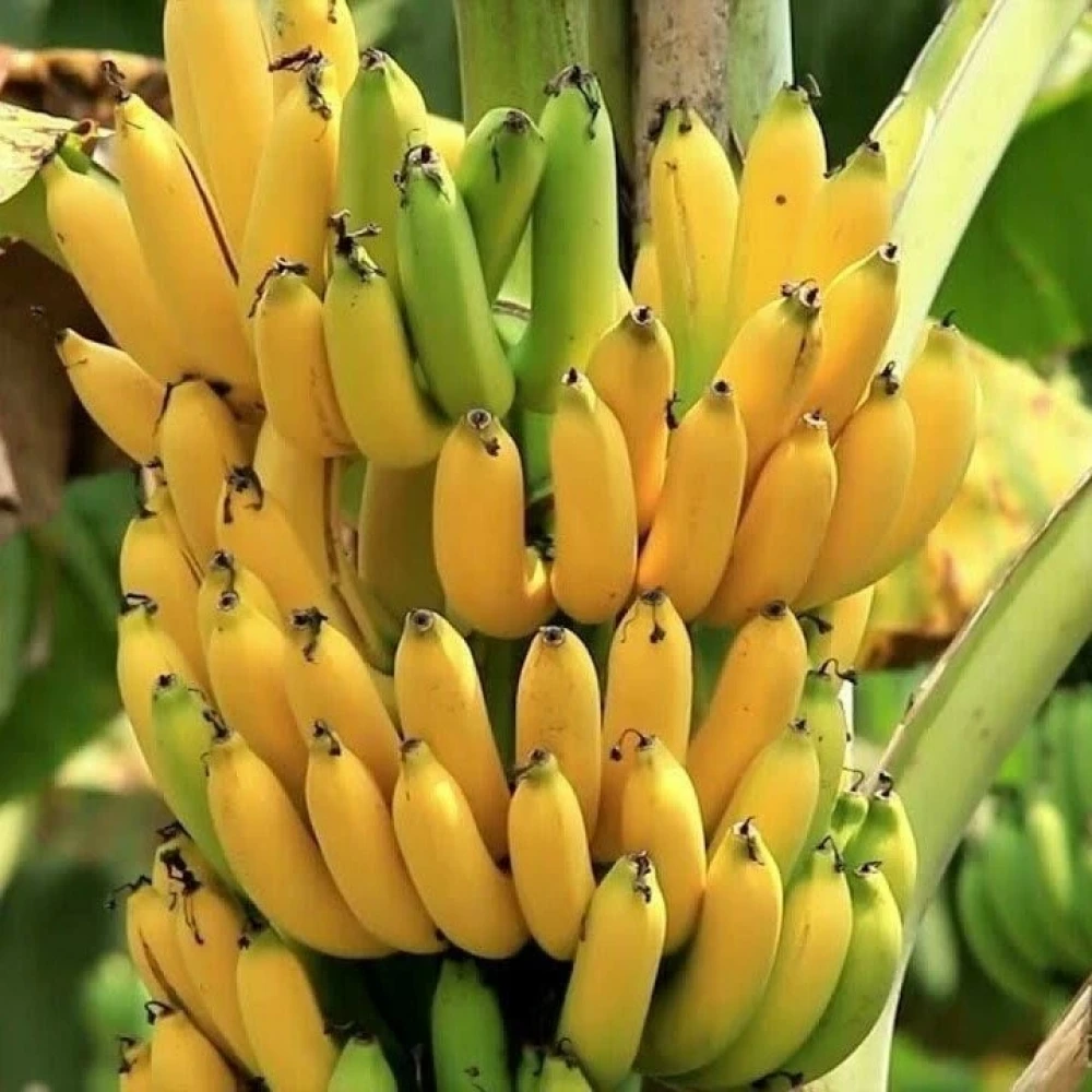 Muz Fidanı (2 Yaşında 30-50 cm)