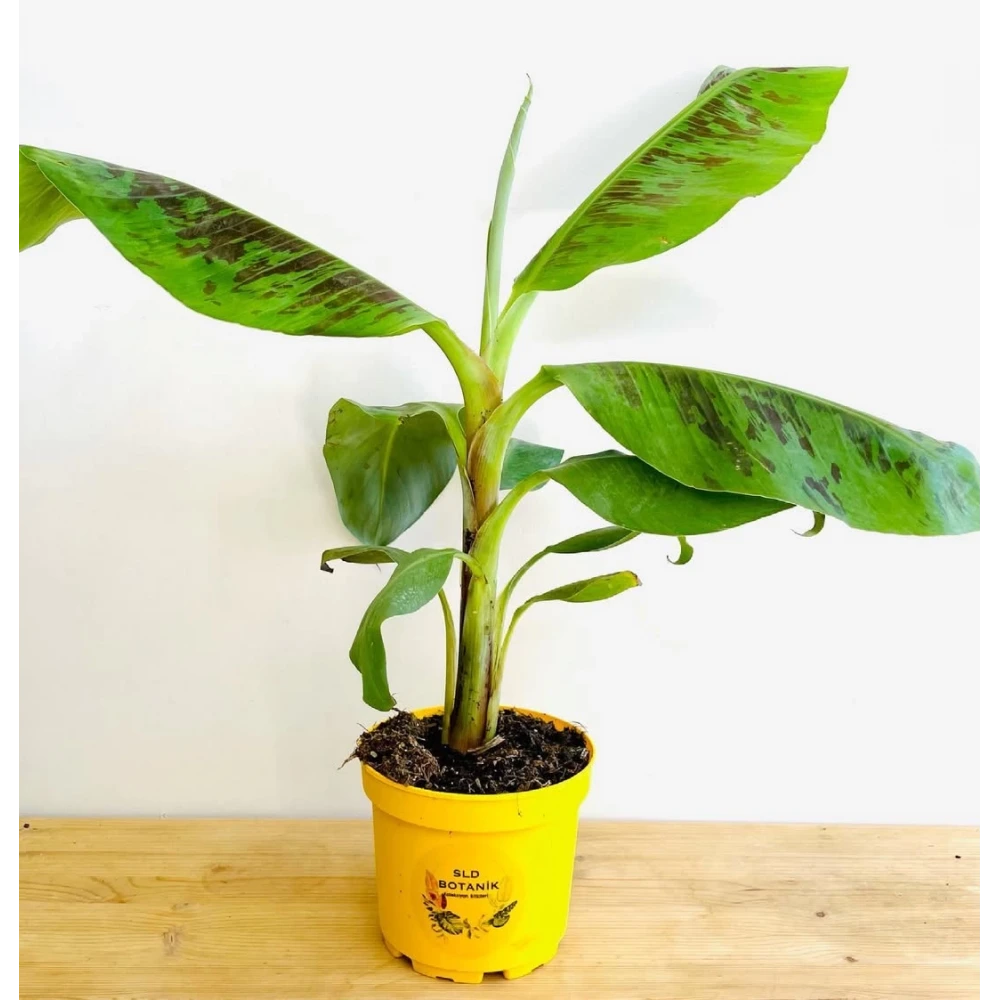 Muz Fidanı (2 Yaşında 30-50 cm)