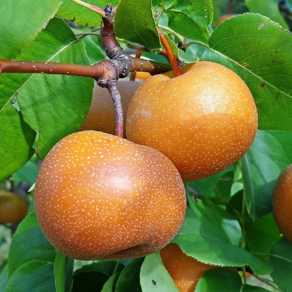 Naşi (Japon) Armut Fidanı (4 Yaşında 130-150 cm)