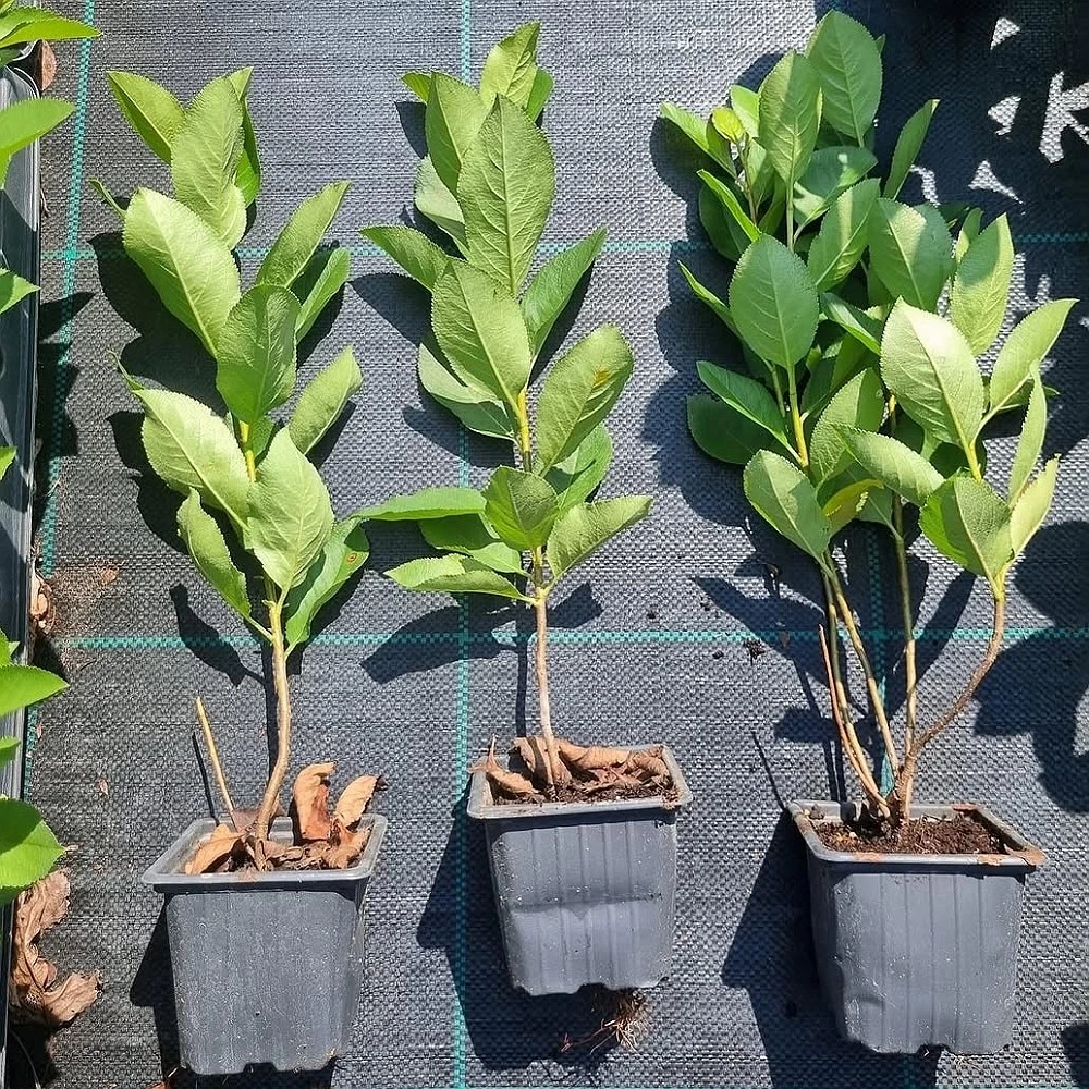 Nero Aronya Fidanı (1 Yaşında 20-30 cm)