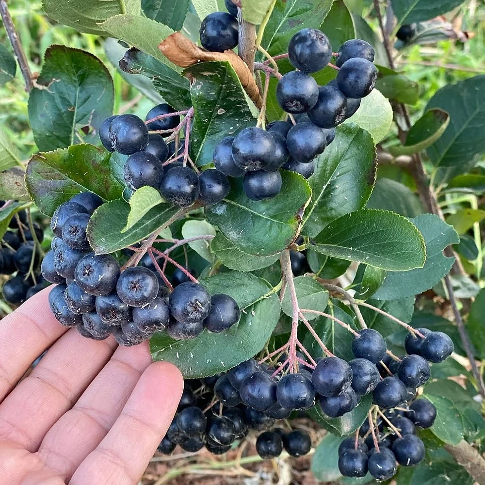 Nero Aronya Fidanı (1 Yaşında 20-30 cm)